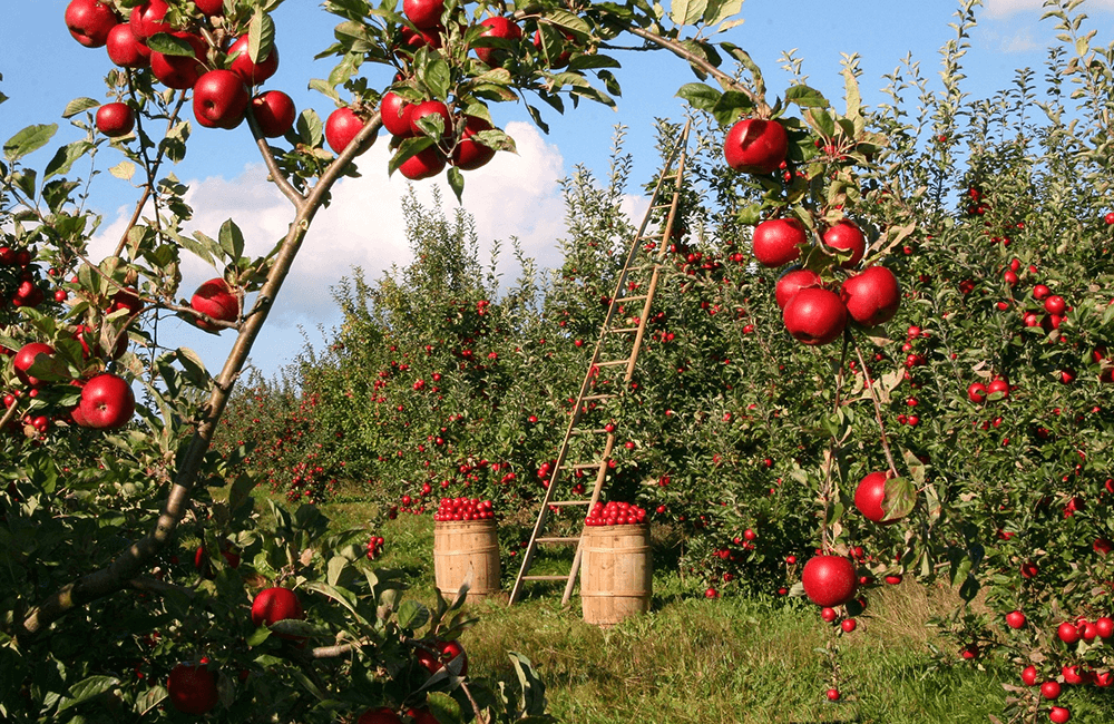 Six curabitur lobortis est at odio imperdiet. Vivamus