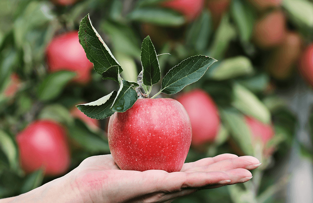 Four curabitur lobortis est at odio imperdiet. Vivamus